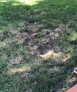 Scotts EZ Seed Patch & Repair Sun and Shade Mulch, Grass Seed, Fertilizer Combination for Bare Spots and Repair, 4 lb 3.75 lb. 1 Pack 48 71MwaTldbQL