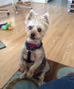 GREENIES Weight Management TEENIE Natural Dog Dental Care Chews Weight Control Dog Treats, 27 oz. Pack (96 Treats) 58 71MzPH jn5L