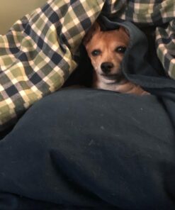 Pet Honesty Dog Allergy Relief Immunity - Dog Allergy Chews, Probiotics for Dogs, Seasonal Allergies, Skin and Coat Supplement, Allergy Itch Relief for Dogs (Salmon) Salmon Single 46 71N0tK6j4L