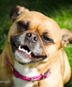 IAMS Adult Minichunks Small Kibble High Protein Dry Dog Food with Real Chicken, 15 lb. Bag 0 15 Pound (Pack of 1) 38 71N2QukXYWL