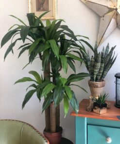 Nearly Natural 6648 4ft. Corn Stalk Dracaena Silk Plant (Real Touch),Green 44 71N3ibTwokL