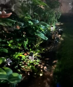 MAGGIFT 8 Pcs Solar Powered LED Garden Lights, Solar Path Lights Outdoor, Automatic Led Halloween Christmas Decorative Landscape Lighting for Patio, Yard and Garden 8 pack 35 71N5JhHJFaL