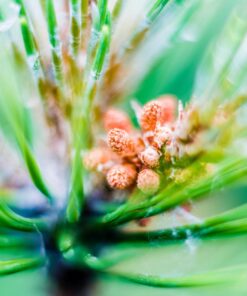 Mcoplus Extnp Auto Focus Macro Extension Tube Set for Nikon AF AF-S DX FX SLR Cameras 67 71N7Oajlg5L