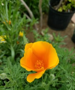 Eden Brothers Southwest Wildflower Mixed Seeds for Planting, 1/4 lb, 120,000+ Seeds with Cornflower, Blanket Flower | Attracts Pollinators, Plant in Spring or Fall, Zones 3, 4, 5, 6, 7, 8, 9, 10 1/4 Pound 15 71N8DOo8FzL