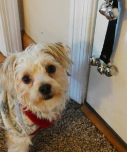 Caldwell's Dog Potty Bell for Dogs to Ring to Go Outside - The Original Dog Door Bell for Potty Training - Premium Quality Dog Training Tools & New Puppy Essentials One Potty Bell Black 35 71N91EHyLzL