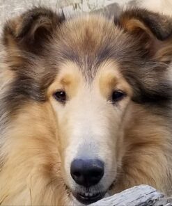 Purina Pro Plan High Calorie, High Protein Dry Dog Food, 30/20 Chicken & Rice Formula - 37.5 lb. Bag 37.50 Pound (Pack of 1) 43 71N9RpjW1EL