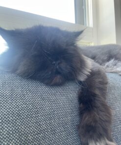 TEMPTATIONS Classic Crunchy and Soft Cat Treats Tasty Chicken Flavor, 16 oz. Tub 34 71NBUxr5ifL