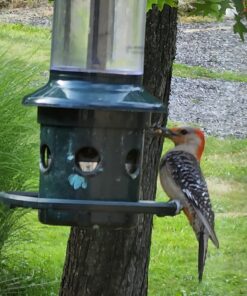 Lyric Fine Tunes Wild Bird Seed - No Waste Bird Food Mix - Attracts Bluebirds, Finches, Chickadees & More - 15 lb. Bag 15.00 Pound (Pack of 1) Seed Mix 32 71NDS0oxioL