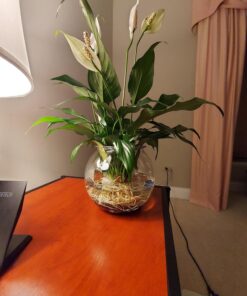 Koller Products Panaview 1-Gallon Globe Fish Bowl (BL10RFFP) 30 71NJ5kKC0vL