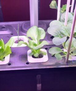 Indoor Garden Hydroponics Growing System, DUESI Upgrade 12 Pods Plant Germination Herb Kit with LED Grow Light, Hydrophonic Planter Grower Harvest Vegetable Lettuce for Hydroponic Gardeners (12 Pods) 44 71NJOkoB8zL