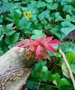 OM SYSTEM OLYMPUS M.Zuiko Digital 14-42mm F3.5-5.6 EZ Black For Micro Four Thirds System Camera, Compact 3x zoom Lens 25 71NJUY9hbSL