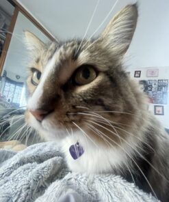 Purina Cat Chow Naturals With Added Vitamins, Minerals and Nutrients Dry Cat Food, Naturals Original - 13 lb. Bag Chicken & Salmon 13.00 Pound (Pack of 1) 32 71NLpYRhQKL