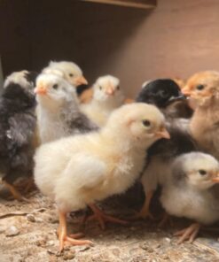 IncuView™ 3 Pro All-in-One Automatic Egg Incubator w Built-in Egg Turner, Incubator Warehouse, Countdown Hatch Timer, Auto-Off Egg Turner, Universal Egg Turner, Quail - Goose, 2022 41 71NMxxga3QL