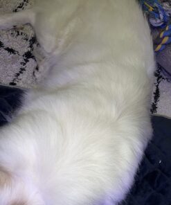 Wild Alaskan Salmon Oil for Dogs & Cats - Omega 3 Skin & Coat Support - Liquid Food Supplement for Pets - Natural EPA + DHA Fatty Acids for Joint Function, Immune & Heart Health 16 Fl Oz 16 Fl Oz (Pack of 1) 35 71NQV86O DL