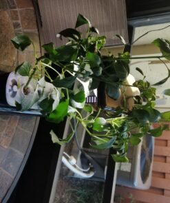 AeroGarden Grow Anything Seed Pod Kit for AeroGarden Hydroponic Indoor Garden, 3-Pod 9 71NTRmcwD3L