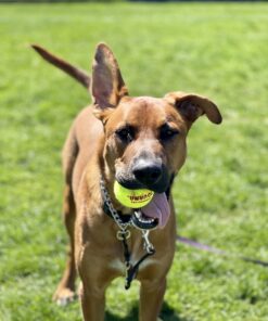 Tourna Mesh Carry Bag of 18 Tennis Balls 29 71NULF3ylhL