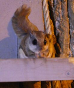 Folkmanis Flying Squirrel Hand Puppet, Brown 13 71NW4vzWzML