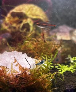 Blue Velvet Shrimp - Live Shrimp for Freshwater Aquariums or Tanks - Live Arrival Guarantee (10 Shrimp) 10 Shrimp 28 71NWKbRYVmL