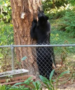 C&S Hot Pepper Delight No Melt Suet Dough 11.75 Ounces, 12 Pack Hot Pepper 12-Pack 47 71Na5nrhv L