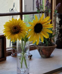 Burpee American Giants Hybrid Sunflower Seeds 50 seeds 16 71NdyyM4fRL