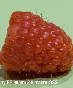 Oshiro 60mm f/2.8 2:1 LD UNC Manual Ultra-Macro Lens Compatible with Sony E-Mount a9, a7r, a7s, a7, a6600, a6500, a6400, a6300, a6000, a5100, a5000, a3500, a3000 Mirrorless Cameras (EOS-E) 67 71Ne1yjhwuL