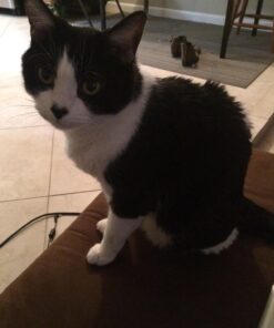 Blue Buffalo Cat Food, Natural Chicken Recipe, Wilderness High Protein, Adult Dry Cat Food, 12 lb bag 12 Pound (Pack of 1) 34 71Nev0tgjRL