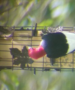 Celestron – Ultima 80 Angled Spotting Scope – 20-60x Zoom Eyepiece – Multi-Coated Optics for Bird Watching, Wildlife, Scenery and Hunting – Waterproof and Fogproof – Includes Soft Carrying Case Ultima 80 - 45° Spotting Scope 40 71NfLBmPwqL