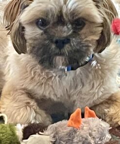 Purina Pro Plan High Protein Dry Puppy Food, Chicken and Rice Formula - 6 lb. Bag Chicken & Rice 26 71NfuG5dWIL