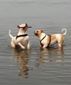 Eukanuba Adult Large Breed Dry Dog Food, 30 lb 30 Pound (Pack of 1) 44 71NhQIZoaLL