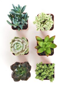 Alternative view of Shop Succulents | Can't Touch This Collection | Assortment of Hand Selected, Fully Rooted Live Indoor Succulent and Cacti Plants, 6-Pack, Mix Succulent/Cactus Mix