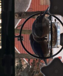 Mosaic Birds Hummble Basic Bird Feeder, M045-200, 3.4 Ounce Capacity, Clear, 1 Piece 37 71NiQlts4CL