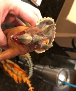 PREXTEX 5 PCS Jumbo Dinosaur Toys Figures Set - Realistic Toy Dinosaurs and Large Dinosaur Toy for Kids and Toddlers Dinosaur Set - Giant Dinosaur Toy 5 Pack - 11-14 Inch Assorted 34 71NmUyd7IPL