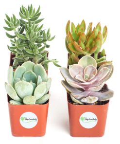Shop Succulents Unique Succulent Plant Pack Collection - Live Mini Succulent Plants, Low Maintenance, Exceptional Colors & Textures - Wedding and Party Favors, Gift & Garden, Pack of 4 4-Pack Succulent Packs 25 71NmY4KHlL