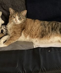 K&H Pet Products Heated Pet Bed Warmer Waterproof Pet Heating Pad for Cat Beds and Dog Beds, Tan Large 31 71NoaIvfTLL