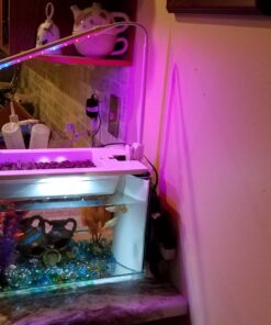 Organic Lettuce Seeds, APPR. 1,100, Lettuce Blend, Heirloom Vegetable Seeds, Certified Organic, Non GMO, Non Hybrid, USA 23 71NpQMWNnAL