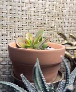 FATPLANTS 10 Living Succulent Cuttings 58 71NqaXMPGzL