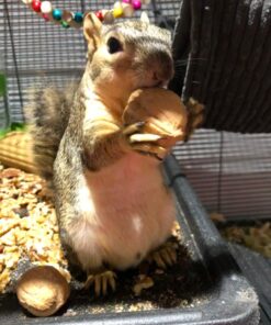 Raw California Walnuts In Shell – Premium Quality Whole & Unsalted Walnuts By We Got Nuts – Natural Healthy Snack For The Whole Family – Oil-Free & Diet-Friendly Flavor – Air-Tight Resealable Bag Package – 4 lbs 25 71Ntjoh3ykL