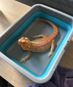 Wakeman Outdoors Collapsible Multiuse Wash Bin- Portable Wash Basin/Dish Tub/Ice Bucket with 10 L Capacity for Camping, Tailgating, More Blue 1 Pack Outdoor 35 71NucJm5nL