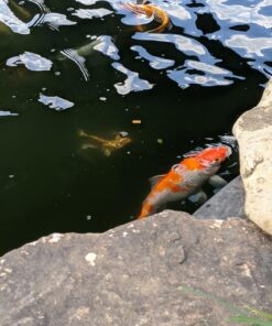 TetraPond Koi Vibrance, Soft Sticks, Easy to Digest Floating Pond Food, 5.18 lbs 37 71NwBfjk99L