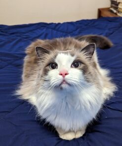 Purina Friskies Gravy Wet Cat Food Variety Pack, Shreds - (24) 5.5 oz. Cans Chicken, Turkey, Beef, Cheese 5.5 Ounce (Pack of 24) 25 71NxIgyYcYL