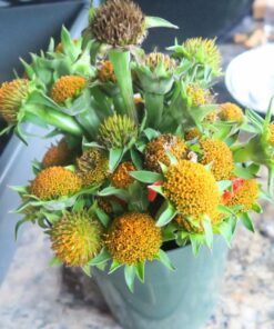 Outsidepride Tithonia Speciosa Red Mexican Sunflower Garden Cut Flowers - 1000 Seeds 50 71O1IzWaMyL