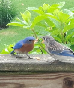 Hatortempt 10lbs Bulk Dried Mealworms - Premium Non-GMO Organic Chicken Feed, Nutritious High Protein Meal Worms- Food and Treats for Laying Hens, Wild Birds, Ducks, Reptiles, Fish, Hedgehogs, Turtles 10 Pound (Pack of 1) 32 71O8SPp3VVL