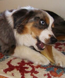 Pawstruck Natural Cow Hooves for Dogs - Made in The USA Long Lasting Beef Hoof Dental Treat Chews - No Artificial Preservatives - 10 Count - Packaging May Vary 33 71OAUH9rQ3L