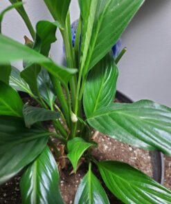 Lavish Home 72-6890 Floor Full Spectrum Natural Sunlight Lamp with Bendable Neck-Reading, Craft, Studying, and Esthetician Light (Black) Adjustable Lamp-6ft Black 26 71OEugLqgqL