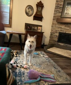 Purina Fortiflora Probiotics for Dogs, Pro Plan Veterinary Supplements Powder Probiotic Dog Supplement ,30 Count (Pack of 1) Powder Sachets 30 Count (Pack of 1) 32 71OM7mJNASL 1