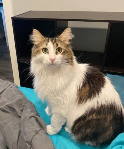 Wellness Kittles Crunchy Natural Grain Free Cat Treats, Salmon & Cranberry, 2-Ounce Bag 2 Ounce (Pack of 1) 37 71OMXYZXPmL 1