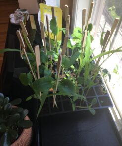 Burpee Self-Watering Seed Starter Tray, 72 Cells 72 Cell Self-Watering Starter 36 71OPiCatGML