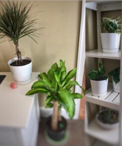 Novelty Majestic Full Depth Round Cylinder Pot, Glossy White, 6-Inch (10062) 26 71OQ9uopbL