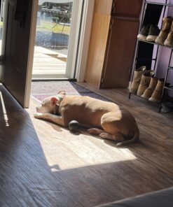 KONG - Extreme Ball - Durable Rubber Dog Toy for Power Chewers, Black - for Medium/Large Dogs 28 71ORonKnVL