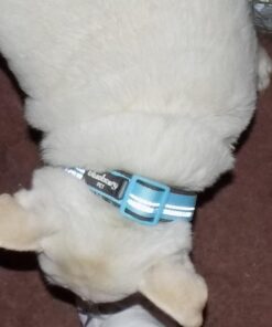 Blueberry Pet Soft & Safe 3M Reflective Neoprene Padded Adjustable Dog Collar - Baby Blue Pastel Color, Medium, Neck 14.5"-20" 71 71OTmBMVoWL 2